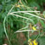 Andropogon gerardii